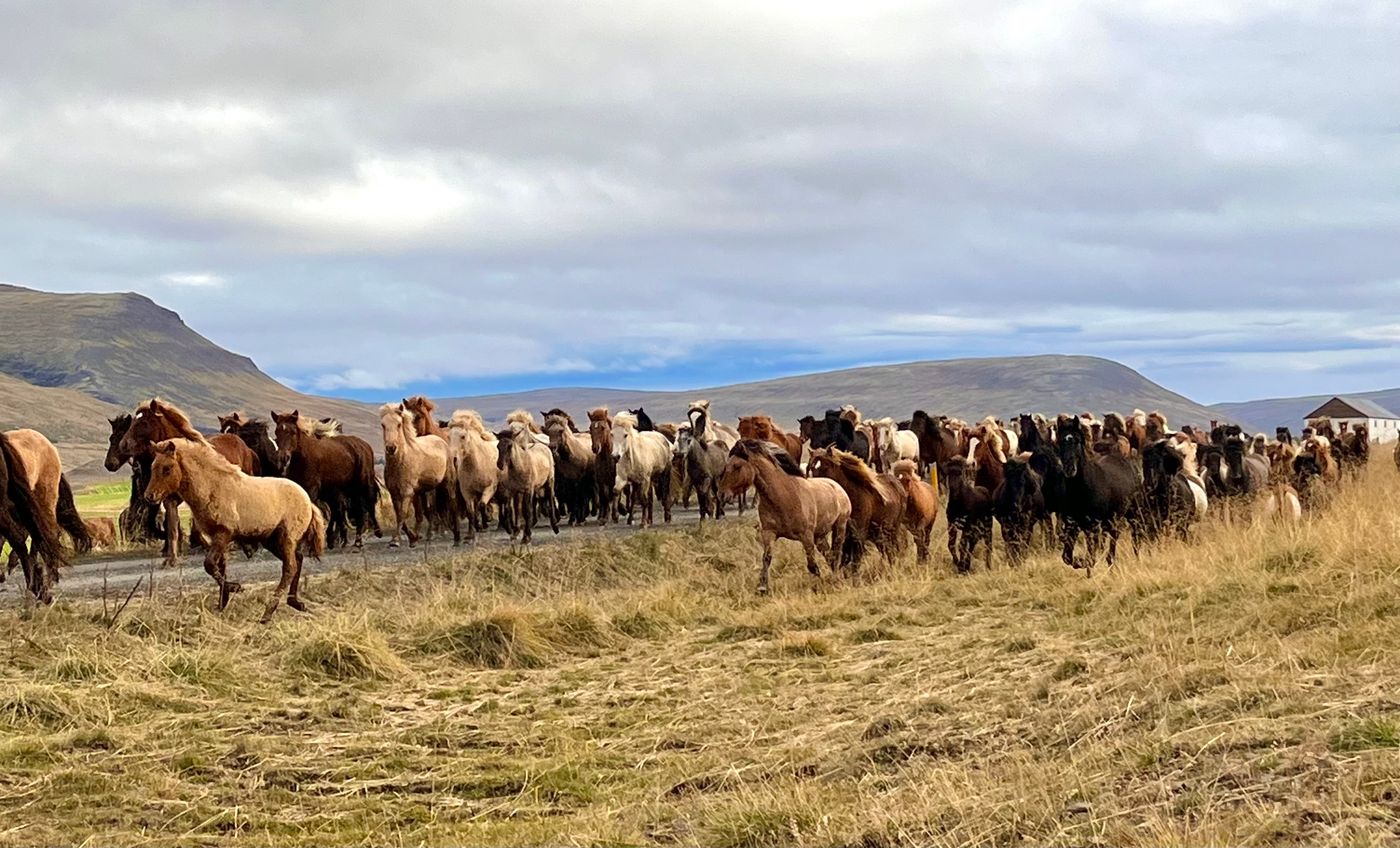 Miðfjarðarrétt Horse and Sheep Round Up itinerary.